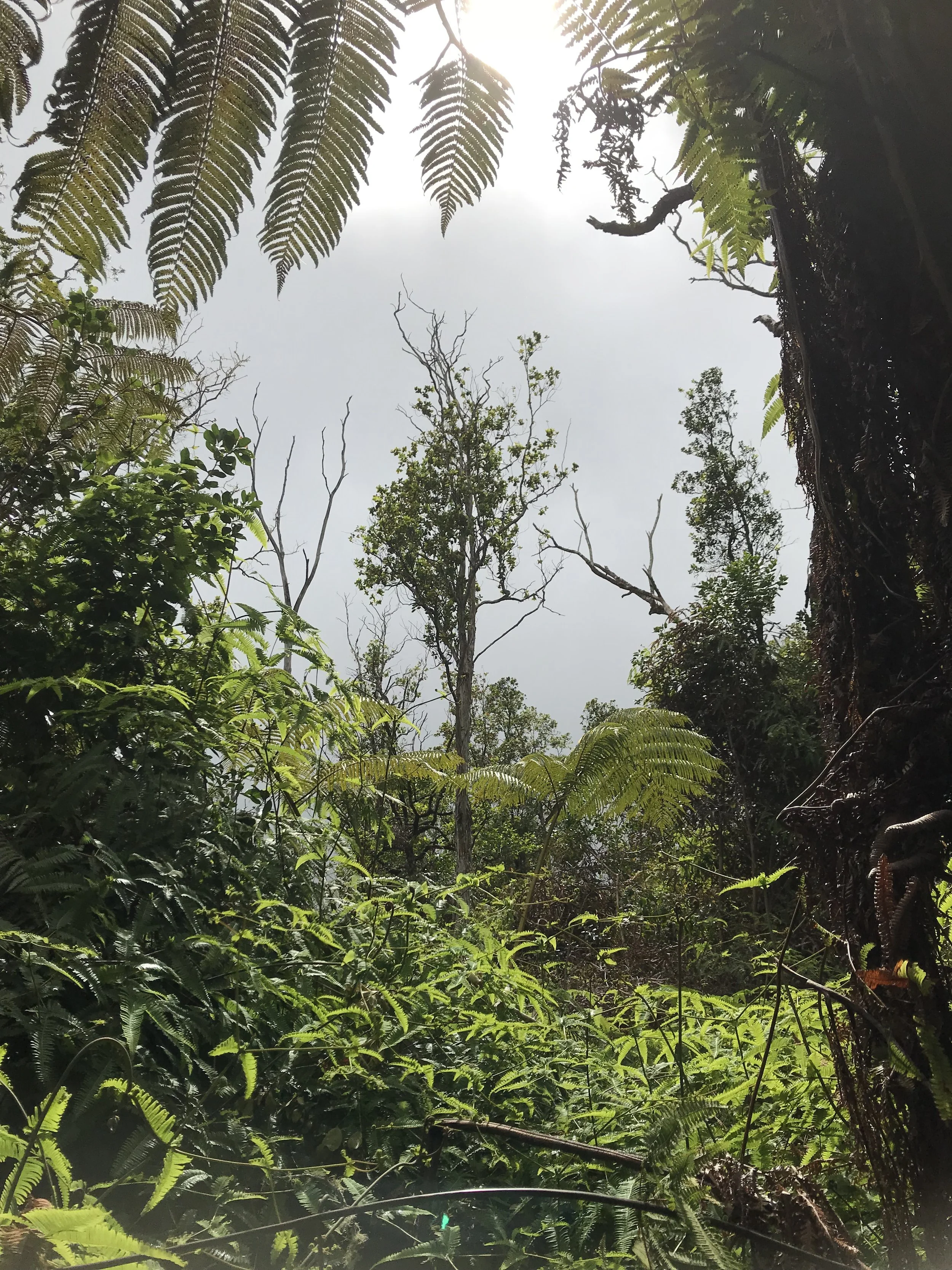 Hawaii Forest | Conservation Land | Land Stewardship Project